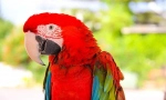 Kolik let žije živý parrot ara doma